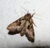 Lacanobia w-latinum